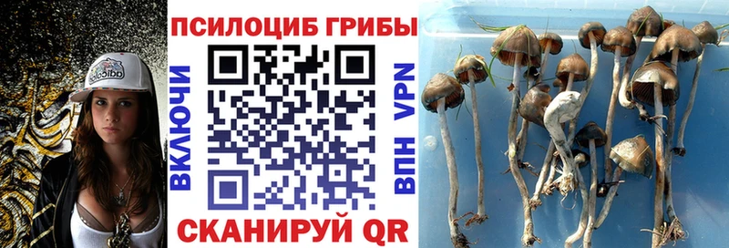 Псилоцибиновые грибы Psilocybine cubensis  хочу наркоту  Новотитаровская 